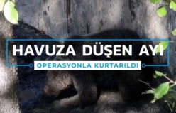 Havuza düşen boz ayı kurtarıldı