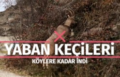 Yaban keçileri köylere kadar indi