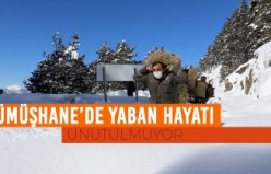 Gümüşhane'de yaban hayvanları aç bırakılmıyor