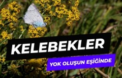 Kelebekler yok oluşun eşiğinde