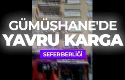 Gümüşhane’de yavru karga seferberliği