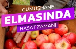 Gümüşhane elmasında hasat zamanı