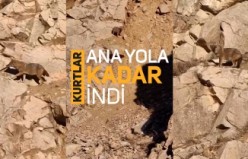 Gümüşhane’de kurtlar ana yola kadar indi