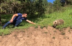 Yavru ayı yola indi, Arap turistler şaştı kaldı