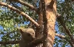 Ağaca tırmanan yavru ayı böyle görüntülendi