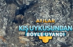 Gümüşhane’de ayılar kış uykusundan böyle uyandı