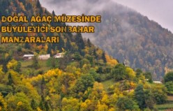 Doğal ağaç müzesinde büyüleyici sonbahar manzaraları