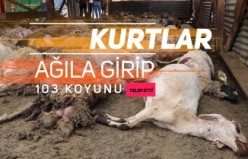 Gümüşhane’de ağıla giren kurtlar 103 koyunu telef etti, 43 koyunu yaraladı