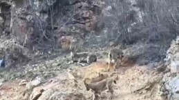 Torul Kalesi eteklerinde yaban keçileri görüntülendi