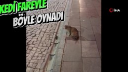 Kedi fareyle böyle oynadı