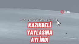 Kış uykusuna yatmayan ayı Kazıkbeli Yaylası’nda ‘pazara indi’