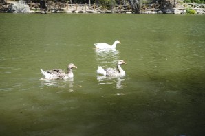 Zigana'nın serin sığınağı Limni Gölü ziyaretçilerini bekliyor