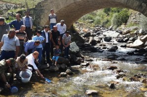 Gümüşhane'de Derelere Alabalık Bırakıldı