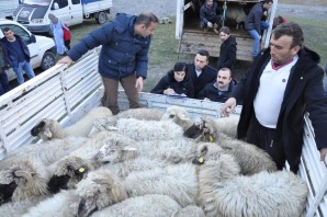 Genç çiftçilere küçükbaş hayvanları dağıtıldı