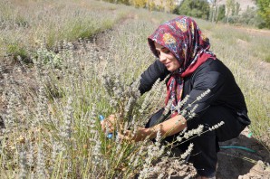 Lavanta Gümüşhane’de üreticinin gelir kapısı oldu