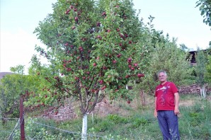 Gümüşhane Elması Küllerinden Doğuyor