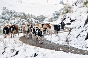 Gümüşhane'de Yaylalar Kar Altında