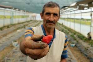 Bu çilekler çok farklı