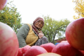 Gümüşhane elmasında hasat zamanı