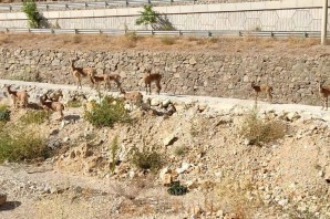 Yaban keçileri ilçe merkezine kadar indi