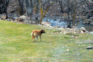 Torul Belediyesinden kafasına bidon sıkışan köpek için operasyon