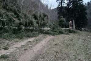 Gümüşhane’de fırtına yüzlerce yıllık ağacı devirdi