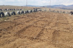 Çim’de kimyasal gübre yerine doğal bakteri