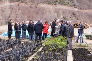 Ceviz Gen Bahçesi İçin Aşı Ustaları Yetiştiriliyor