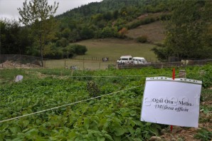 Uluköy'de Tıbbi ve Aromatik Bitkiler Hasat Şenliği