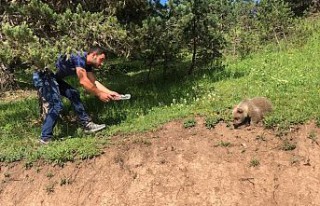 Yavru ayı yola indi, Arap turistler şaştı kaldı