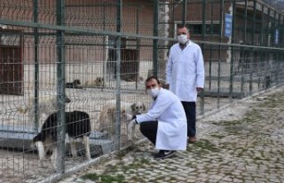 Gümüşhane Belediyesi sokak hayvanlarını unutmadı