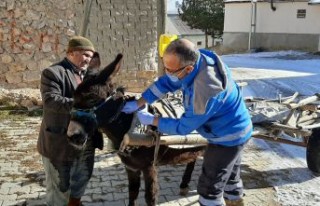 Gümüşhane’de tek tırnaklı hayvanlar kayıt...