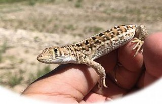 GÜ’lü akademisyen yeni bir kertenkele türü keşfetti