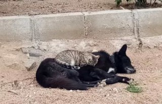 Kedi ile köpeğin gıpta edilen dostluğu