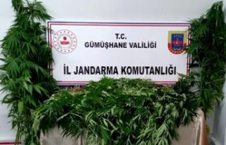 Gümüşhane’de Jandarma kenevir yetiştiricilerine...