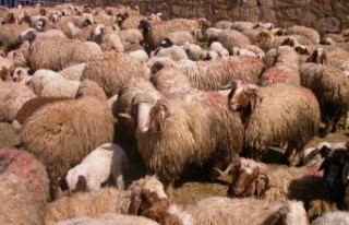 Kurban satış ve kesim yerlerindeki tedbirler açıklandı