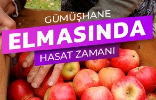 Gümüşhane elmasında hasat zamanı