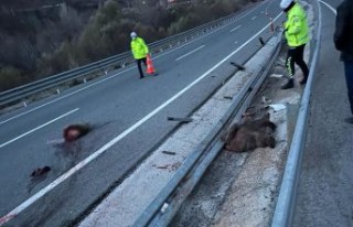 Otomobilin çarptığı yavru ayı ikiye bölünerek...