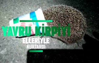 Kafasını ayran kutusuna sıkıştıran yavru kirpiyi...