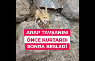 Nesli tehlikedeki Arap tavşanını önce kurtardı...