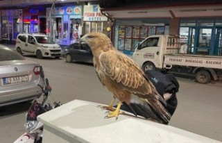 Bitkin halde bulunan şahin doğaya salındı