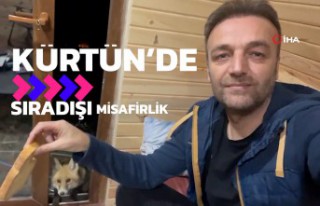 Kürtün'de sıra dışı misafirlik: Tilki,...