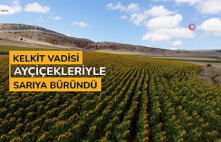 Kelkit vadisi ayçiçekleriyle sarıya boyandı