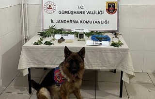 Torul’da 3 suçtan aranan şahıs Jandarma operasyonuyla...