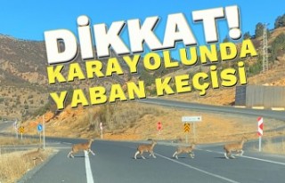 Gümüşhane dağlarının güzelleri karayolunda...