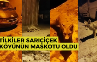 Gümüşhane'de tilkiler köyün maskotu oldu