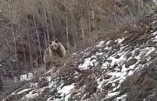 Gümüşhane kent merkezine yakın noktada karşılarına...