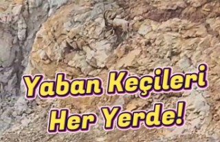 Gümüşhane’de yaban keçileri sürü halinde görüntülendi