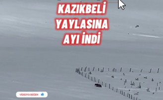 Kış uykusuna yatmayan ayı Kazıkbeli Yaylası’nda ‘pazara indi’