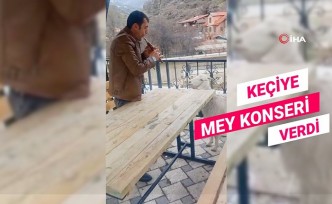 Keçiye “mey” konseri verdi, binlerce kez izlendi